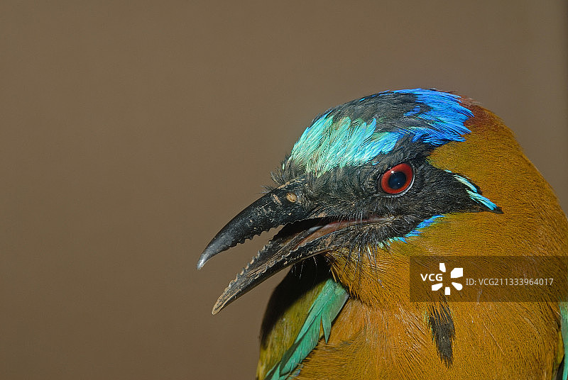 蓝冠翠鴗法属圭亚那肖像图片素材