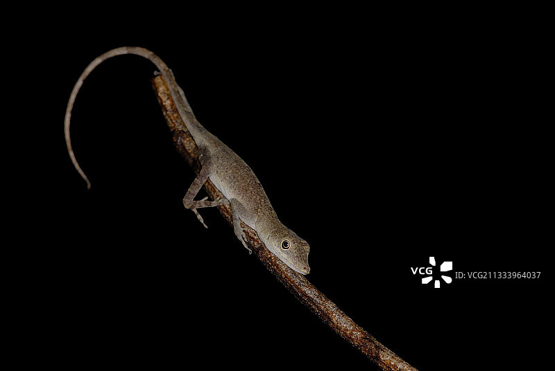 法属圭亚那森林夜晚树枝上的变色蜥蜴图片素材