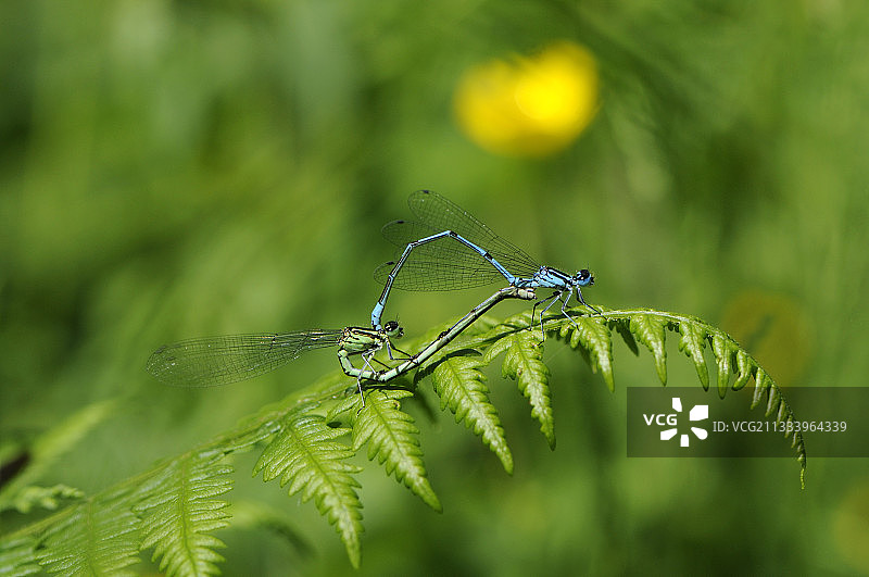 在法国Chaux池塘附近交配的蔚蓝豆娘图片素材