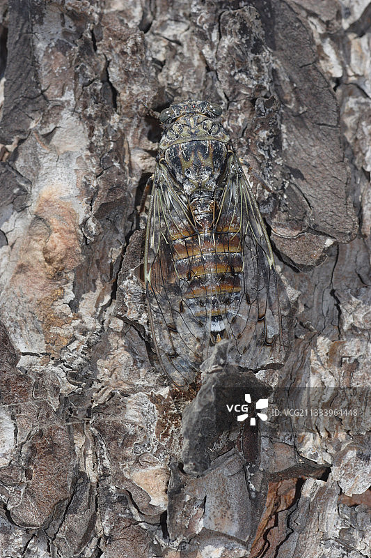 树干上的蝉图片素材