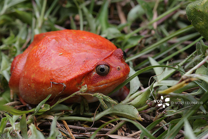 马达加斯加阿罗安采特拉的番茄蛙图片素材