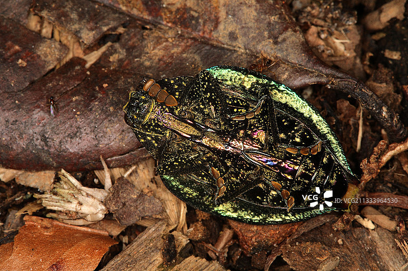 马达加斯加甲虫腹面图片素材