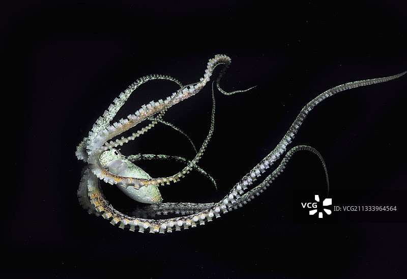 栖息于西里伯斯海苏拉威西岛的拟态章鱼图片素材