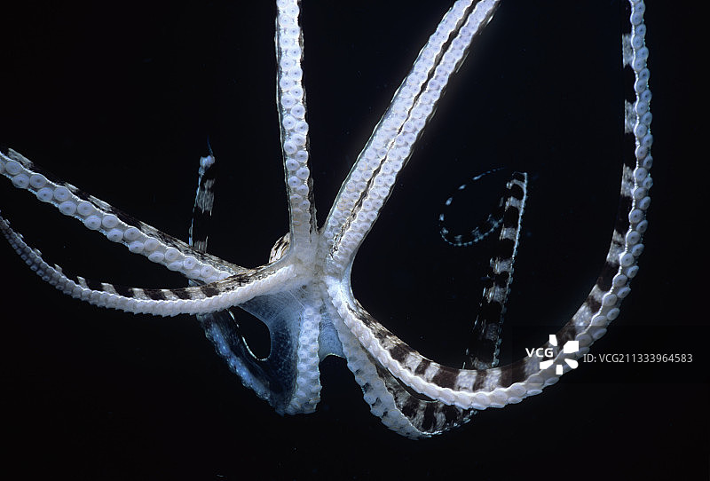 模仿章鱼潜入西里伯斯海苏拉威西岛图片素材