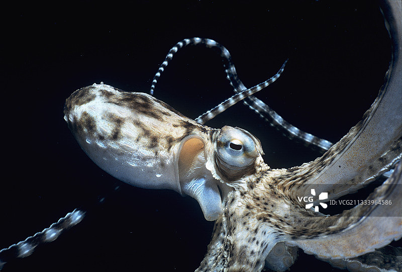 拟态章鱼肖像，西里伯斯海，苏拉威西岛图片素材