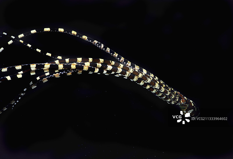 塞拉维西海域的拟态章鱼图片素材