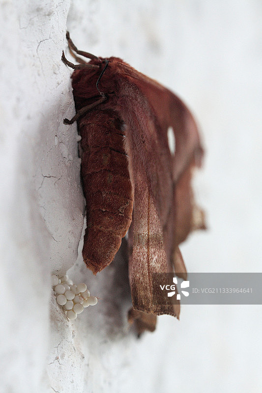 马达加斯加诺西贝蛾岛上的船夫图片素材