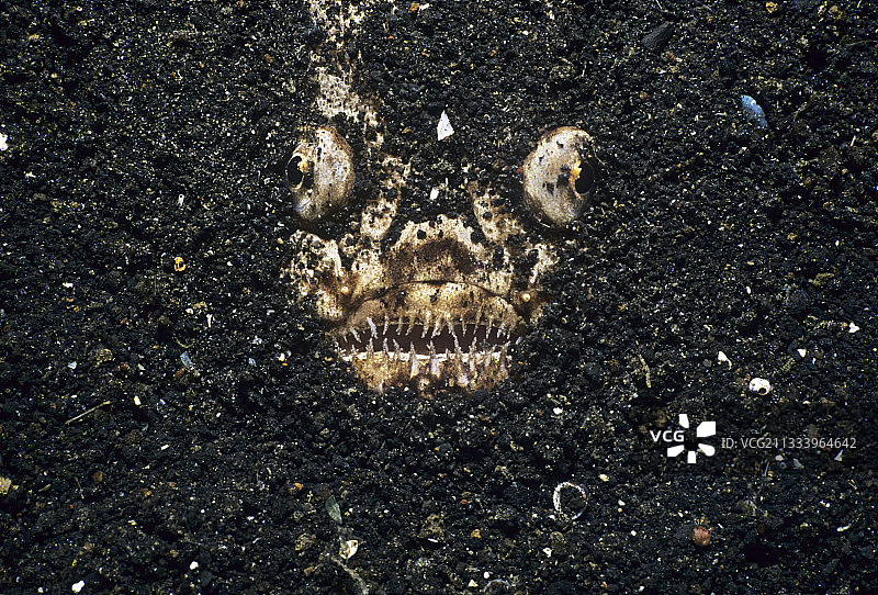 隐藏在西里伯斯海海底的大理石星象鱼肖像图片素材