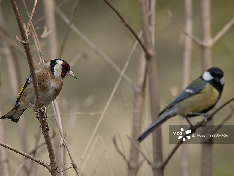 金翅雀和山雀落在法国杜布斯的一根树枝上图片素材