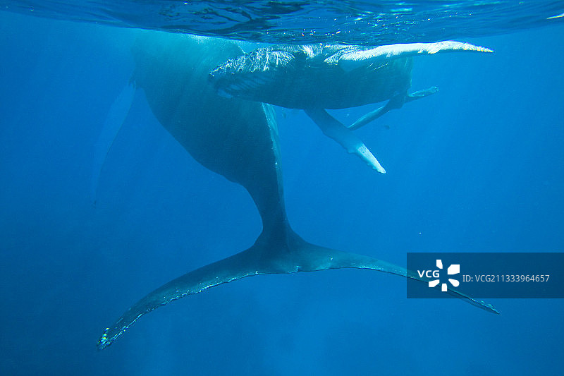 多米尼加银行为座头鲸提供服务图片素材