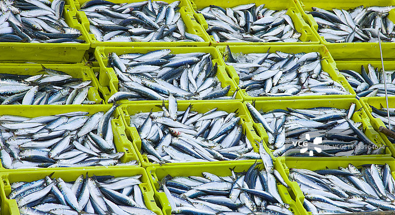 返回桑托纳坎塔布里埃斯帕涅的鱼图片素材