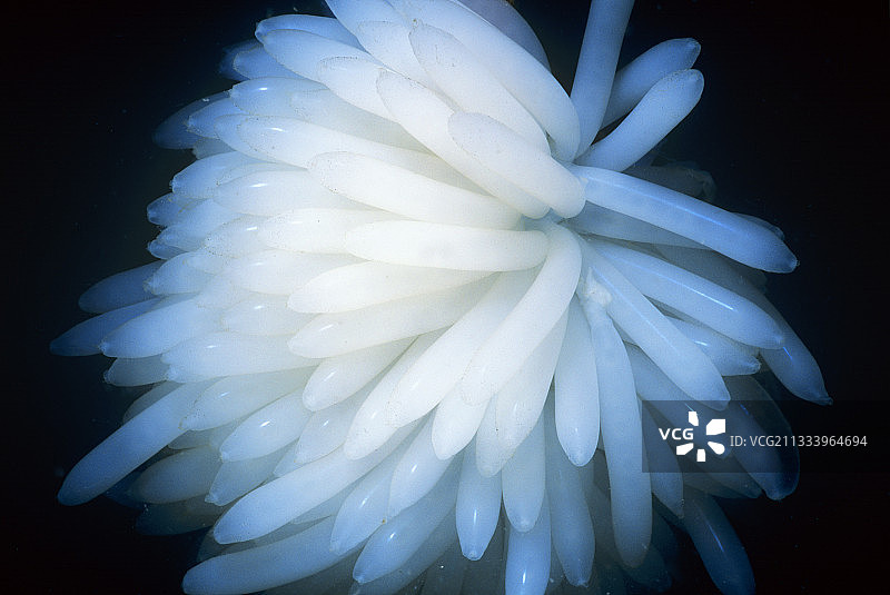 苏拉威西海大鳍鱿鱼卵图片素材