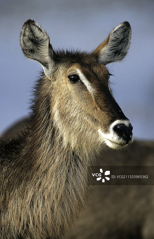 德法萨水羚在肯尼亚马赛马拉保护区的肖像图片素材