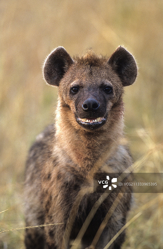 在肯尼亚马赛马拉草原上的斑鬣狗 портрет图片素材