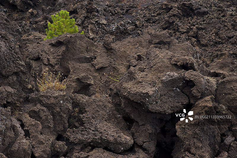 西西里岛陶尔米纳埃特纳火山熔岩上的松树图片素材