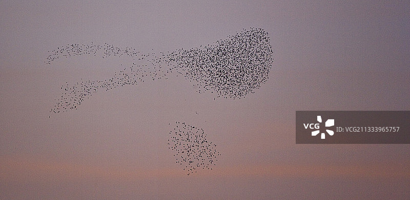 西班牙纳瓦拉秋季的普通椋鸟图片素材