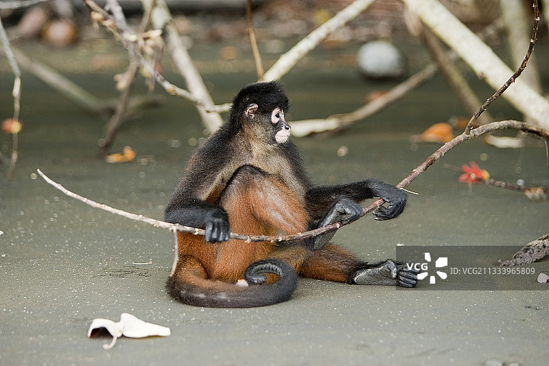 哥斯达黎加科尔科瓦多中美洲蜘蛛猴图片素材