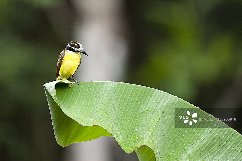 叶子上的船嘴捕蝇鸟，科尔科瓦多，哥斯达黎加图片素材