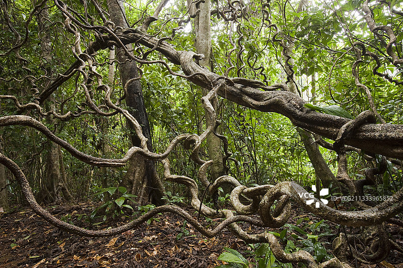 科尔科瓦多哥斯达黎加的藤蔓图片素材