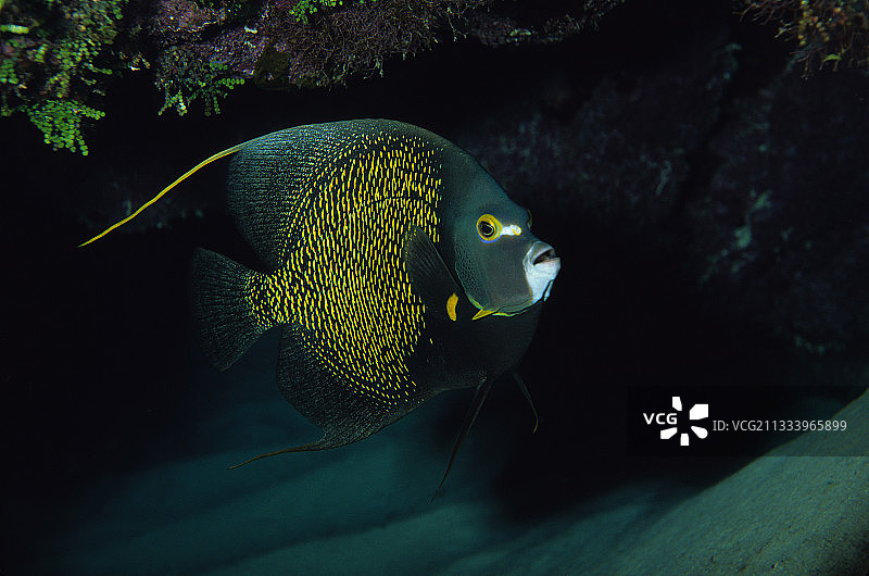 加勒比海的法国神仙鱼图片素材