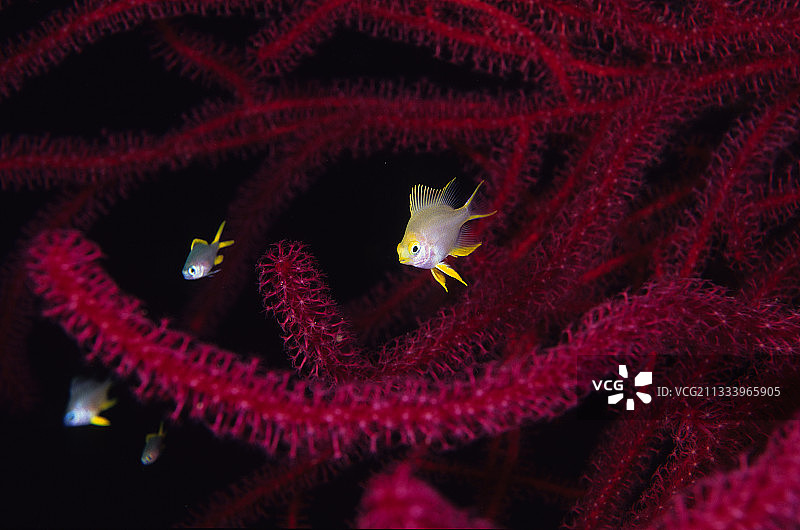 弗洛雷斯岛印度洋的金色雀鲷图片素材