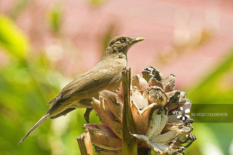 香蕉树花上的粘土色画眉鸟，哥斯达黎加图片素材