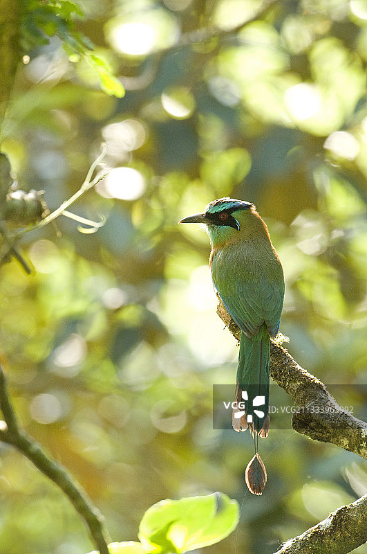 蓝顶翠鴗的雄性求偶行为图片素材