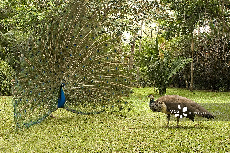 求偶中的印度孔雀（雄性）和孔雀（雌性），哥斯达黎加图片素材