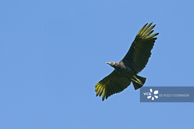 飞行中的黑兀鹫，哥斯达黎加图片素材