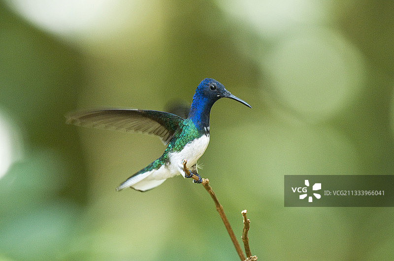 白颈蜂鸟，哥斯达黎加卡塔戈省图片素材