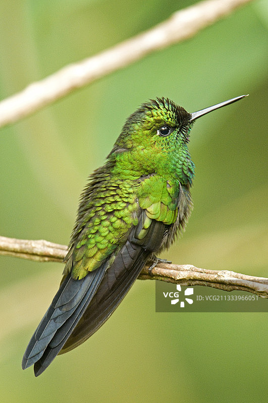 哥斯达黎加卡塔戈省的绿咬鹃图片素材