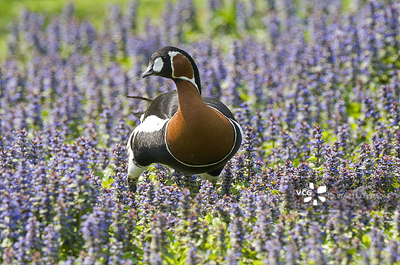 红胸雁，法国栋布地区维拉尔鸟类公园图片素材