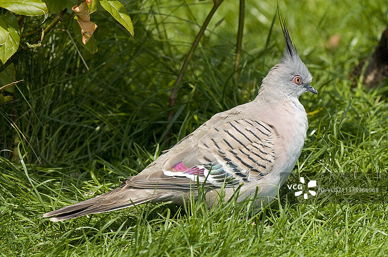 法国维拉尔莱栋布公园里的凤头鸠图片素材