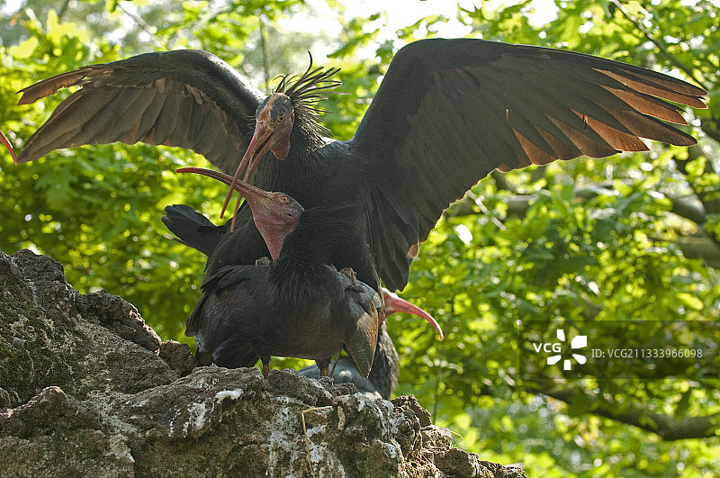 隐䴉交配，栋布地区维拉尔鸟类公园图片素材