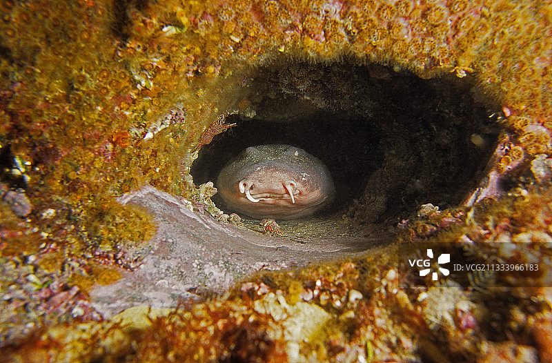 藏在澳大利亚洞穴中的棕色鲶鱼图片素材