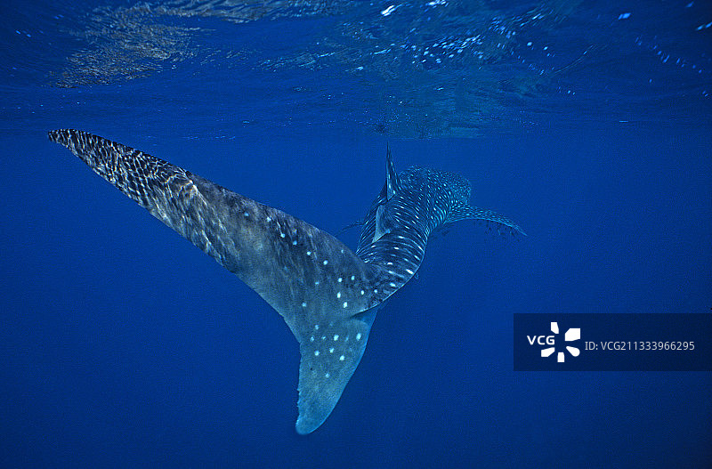 水面下的鲸鲨和尾鳍图片素材
