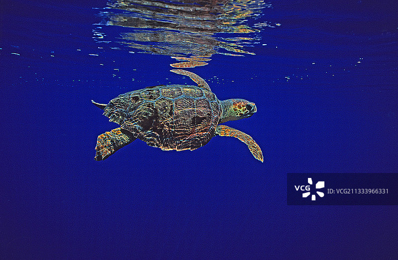 加那利群岛水面下的红海龟图片素材