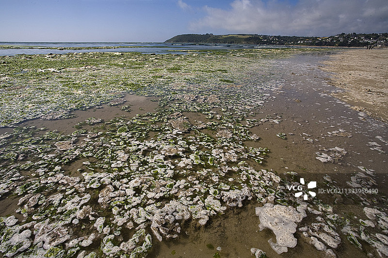 布列塔尼北部海岸的绿潮图片素材