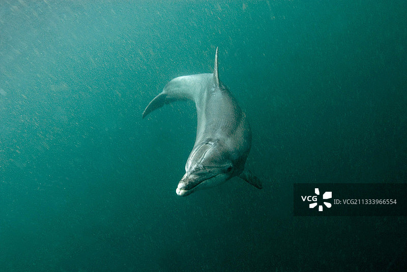 连接到信标的“常驻”普通瓶鼻海豚图片素材