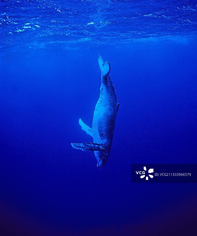 法属波利尼西亚座头鲸幼鲸潜水图片素材