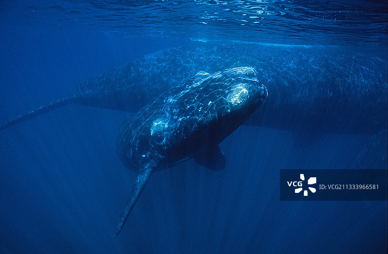 幼年南方露脊鲸在母亲身边游动图片素材