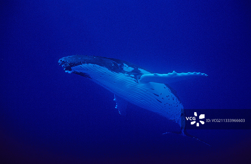 在波利尼西亚开阔水域游泳的座头鲸图片素材