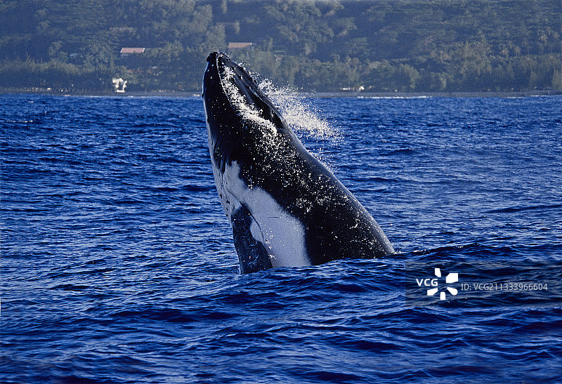 波利尼西亚向前跃迁的座头鲸图片素材