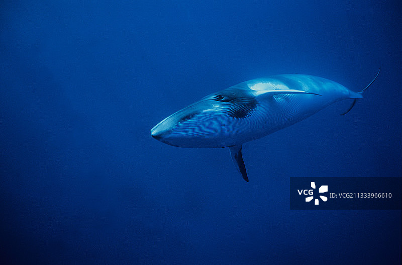 普通小须鲸在水面下游泳图片素材