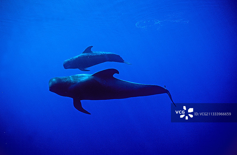 母短鳍领航鲸和幼崽，特内里费岛图片素材