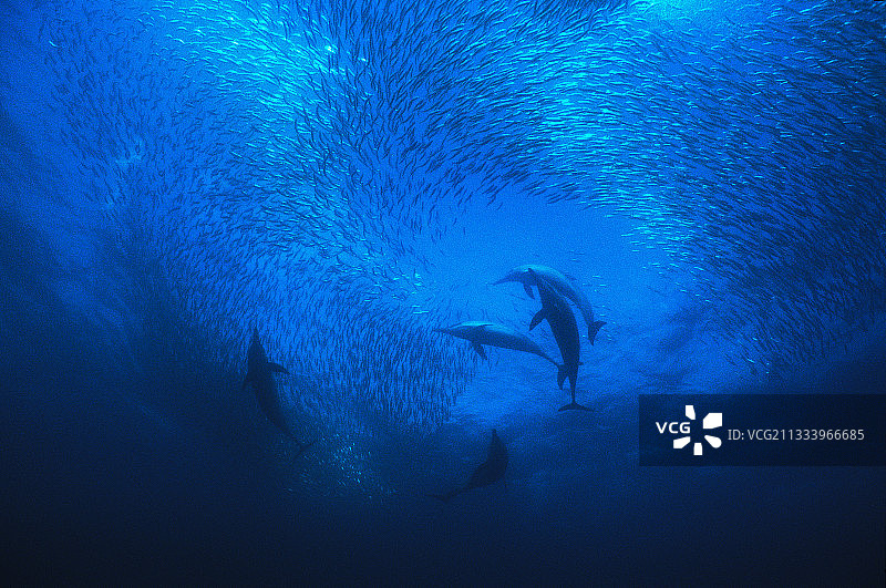 长喙普通海豚图片素材