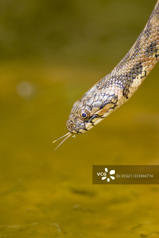 塞拉莫雷纳自然公园的毒蛇水蛇，科尔多瓦图片素材