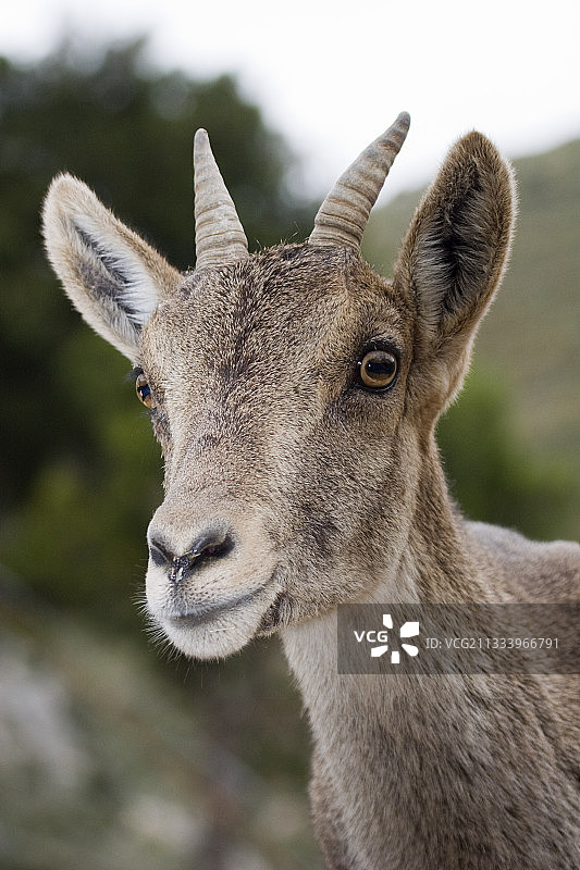 西班牙野山羊观察图片素材