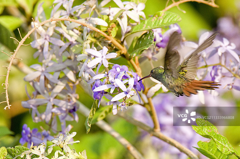阿雷纳尔湖的红尾蜂鸟，哥斯达黎加图片素材
