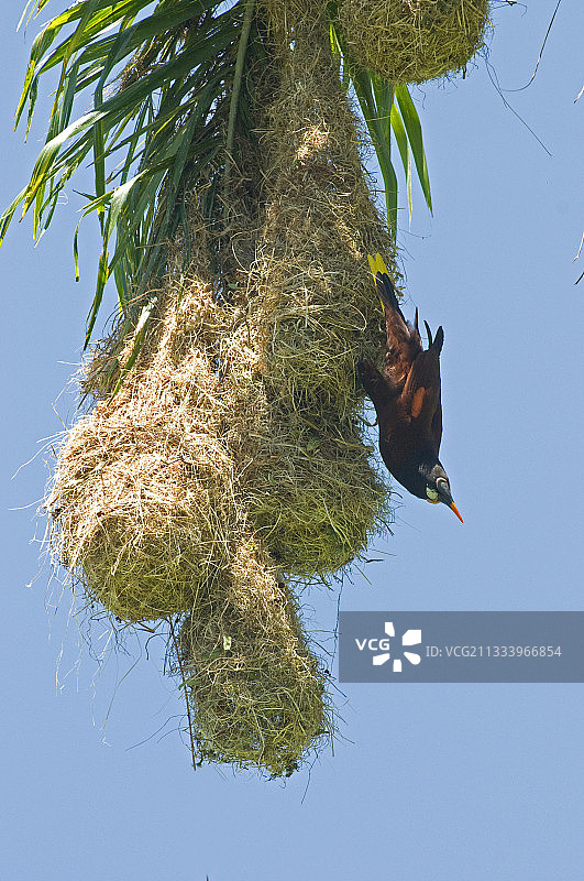 蒙特祖玛拟鹂成年鸟飞出鸟巢图片素材